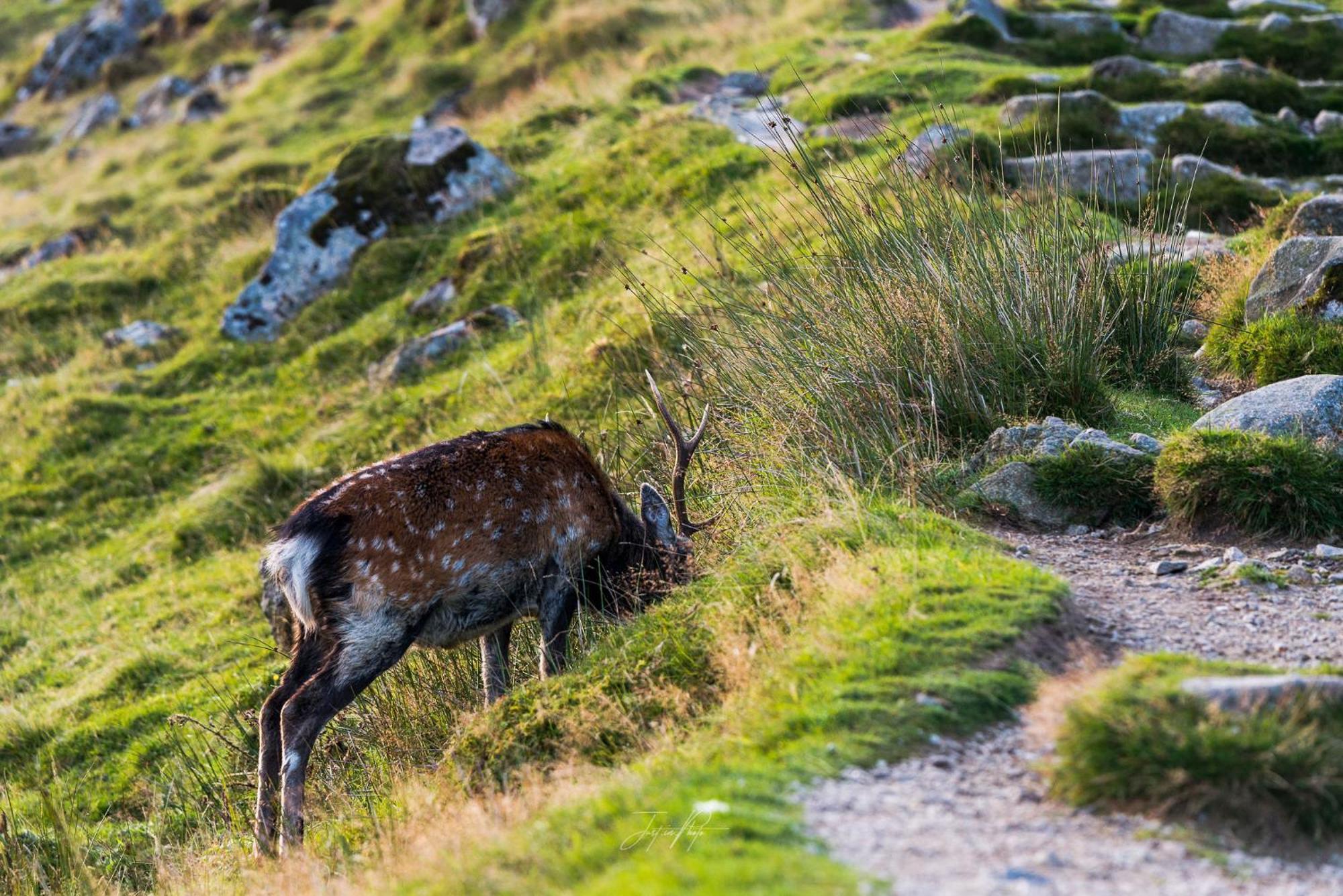 Glendalough International Youth Hostel ララー エクステリア 写真